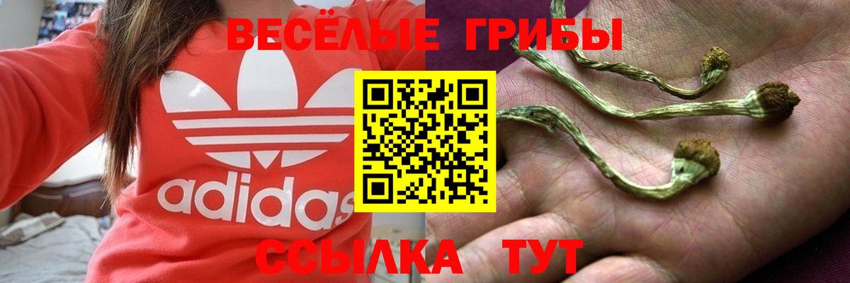 Галлюциногенные грибы Psilocybine cubensis Улан-Удэ